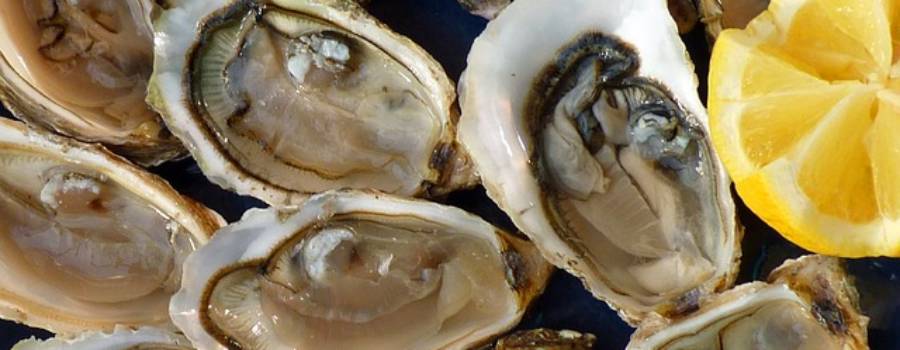 Oysters